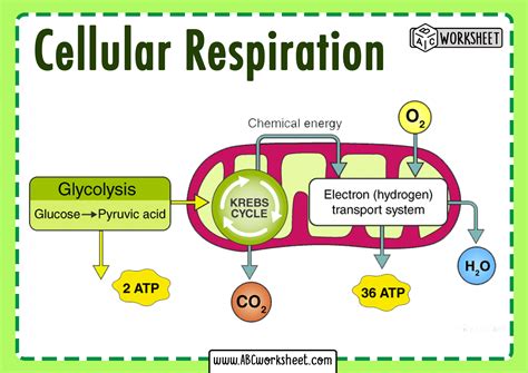 Give the formula (with names) for the catabolic degradation of glucose by <b>cellular</b> <b>respiration</b>. . What is the ultimate function of cellular respiration